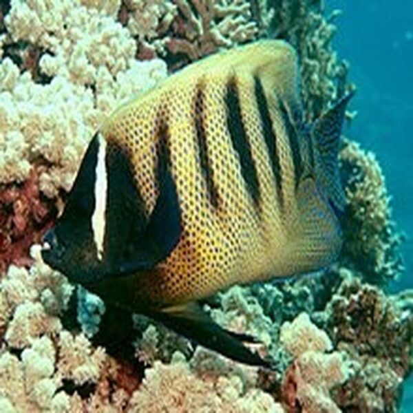 Barred Angelfish