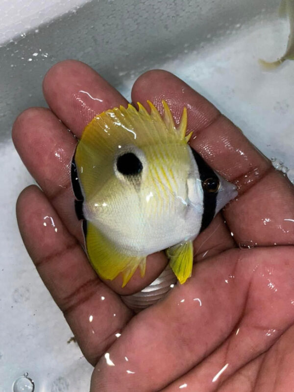 Black Spotted Butterflyfish