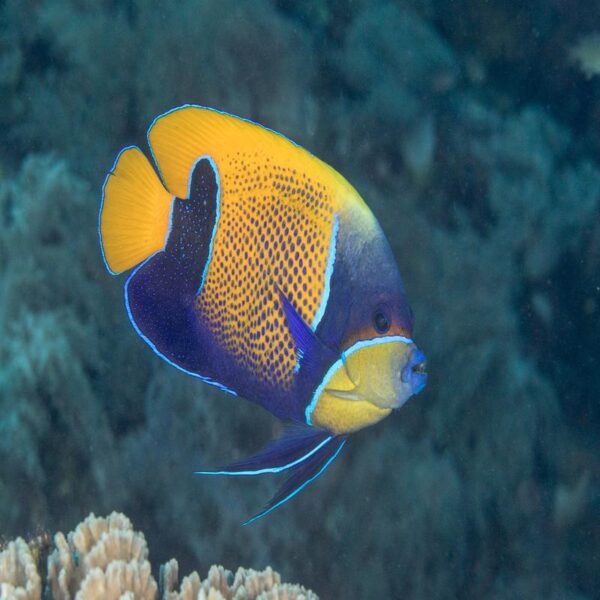 Majestic Angelfish or Blue Girdled Angelfish