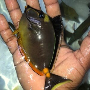 Lipstick Naso Tang (M)
