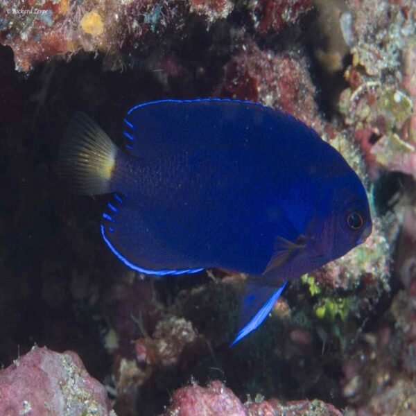 Pacific Pygmy Angelfish
