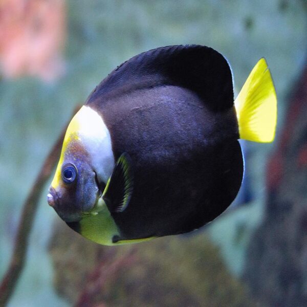 Personifer Angelfish or Queensland Yellowtail Angelfish