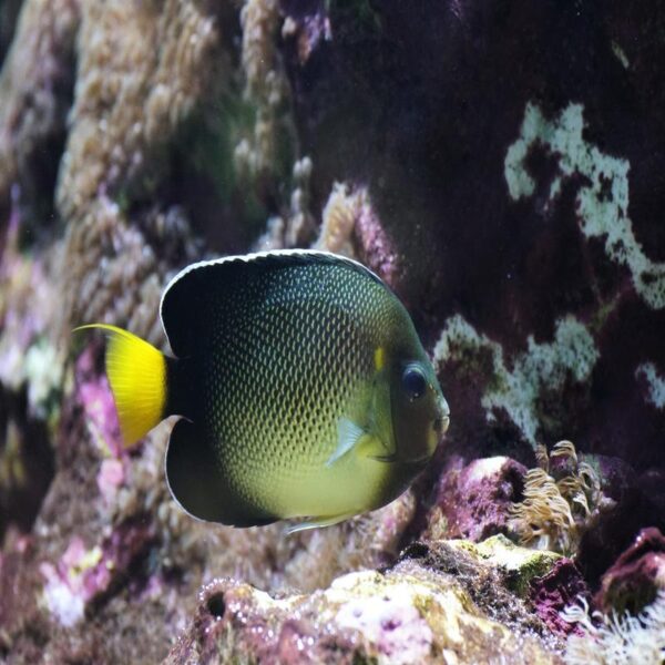 Yellowtail Angelfish