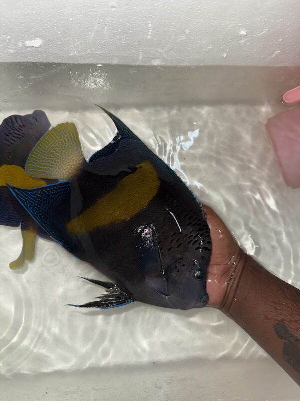 Arabian Angelfish, Asfur Angelfish