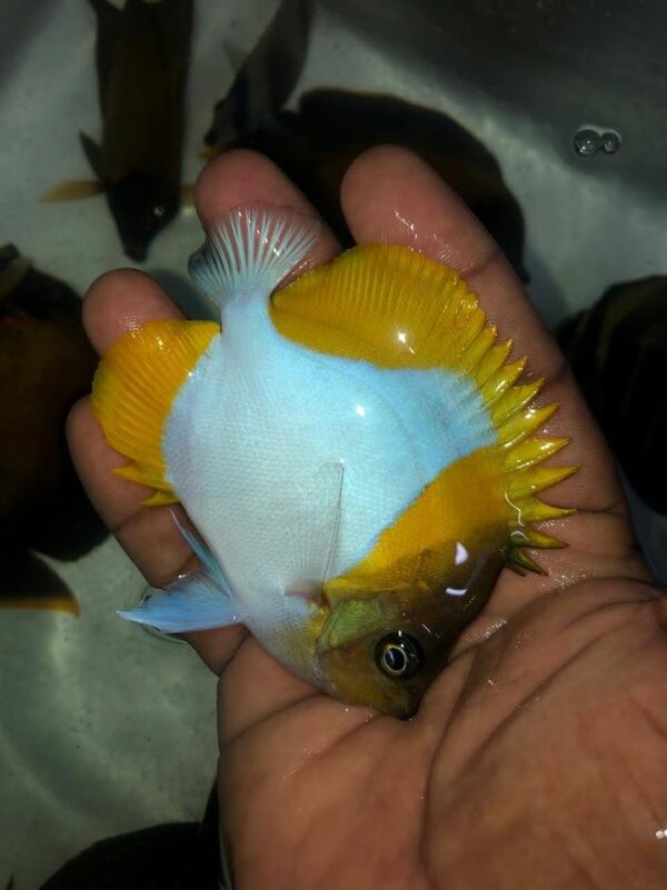 Diamond Butterflyfish