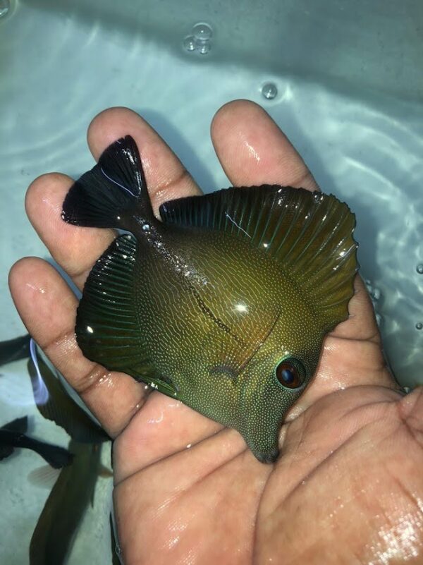 Scopas Tang