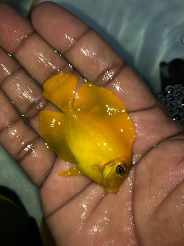 Yellow Mimic Tang