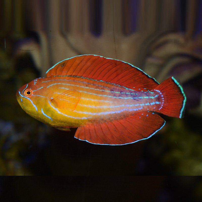 Wese Fish Explore the World’s Exotic Ornamental Fishes from Matsya Marine